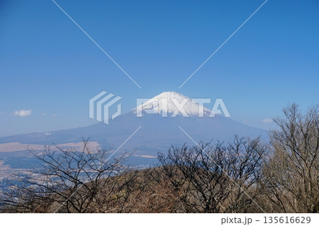 箱根外輪山丸岳の冬木立と冠雪した富士山の眺め Ver 135616629