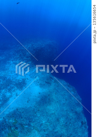 青い海と海底の断崖　パラオの海　ダイビングの風景 135616654