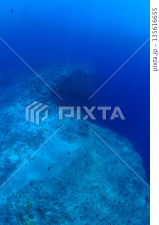 青い海と海底の断崖　パラオの海　ダイビングの風景 135616655