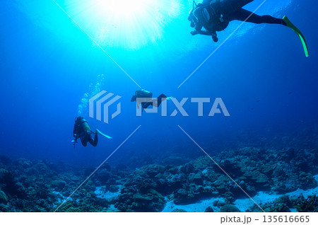 青い海とダイバー　パラオの海　ダイビングの風景 135616665