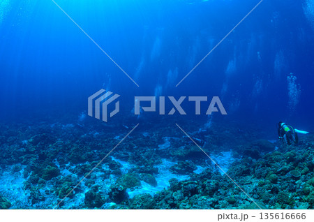青い海とダイバー　パラオの海　ダイビングの風景 135616666