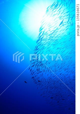 青い海とバラクーダの群れ パラオの海 ダイビングの風景 青い海とバラクーダの群れ パラオの海 ダイビングの風景 135616671