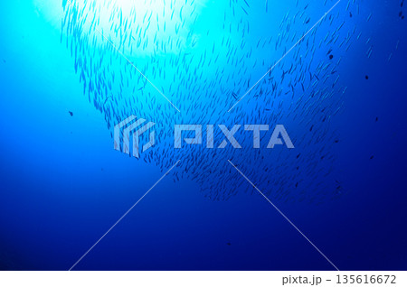 青い海とバラクーダの群れ　パラオの海　ダイビングの風景 135616672