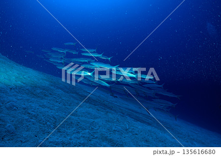 青い海とバラクーダの群れ　パラオの海　ダイビングの風景 135616680