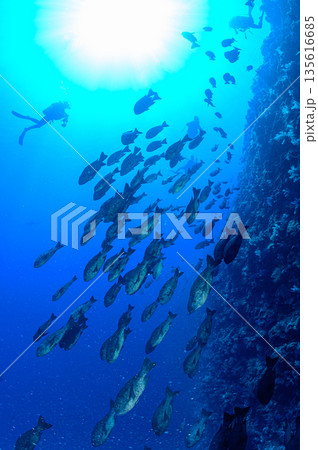 青い海と魚の群れ パラオの海 ダイビングの風景 青い海と魚の群れ パラオの海 ダイビングの風景 135616685