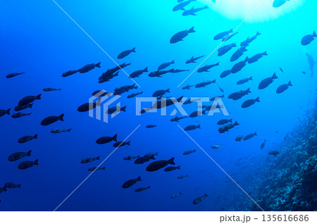 青い海と魚の群れ パラオの海 ダイビングの風景 青い海と魚の群れ パラオの海 ダイビングの風景 135616686