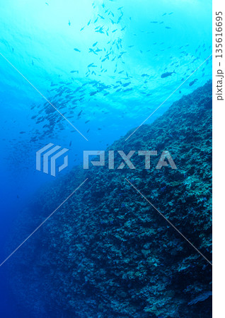 青い海と魚の群れ パラオの海 ダイビングの風景 青い海と魚の群れ パラオの海 ダイビングの風景 135616695