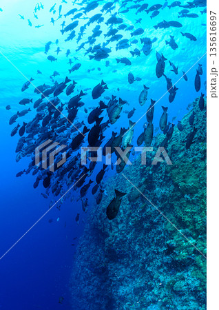 青い海と魚の群れ パラオの海 ダイビングの風景 青い海と魚の群れ パラオの海 ダイビングの風景 135616697