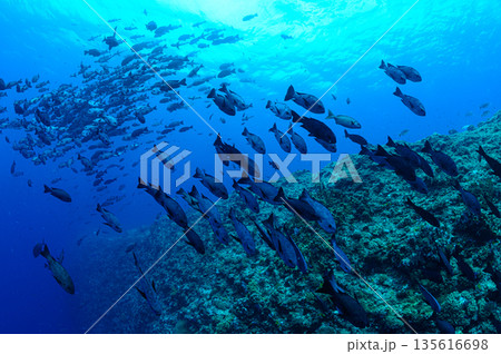 青い海と魚の群れ パラオの海 ダイビングの風景 青い海と魚の群れ パラオの海 ダイビングの風景 135616698