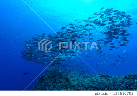 青い海とギンガメアジの群れ　パラオの海　ダイビングの風景 135616702