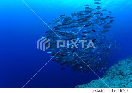 青い海とギンガメアジの群れ　パラオの海　ダイビングの風景 135616708