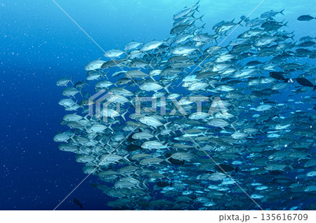 青い海とギンガメアジの群れ パラオの海 ダイビングの風景 青い海とギンガメアジの群れ パラオの海 ダイビングの風景 135616709