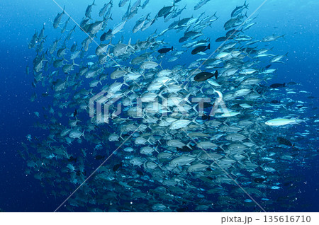 青い海とギンガメアジの群れ　パラオの海　ダイビングの風景 135616710