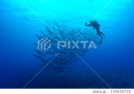 青い海とバラクーダの群れ　パラオの海　ダイビングの風景 135616719