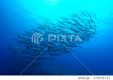青い海とバラクーダの群れ　パラオの海　ダイビングの風景 135616721