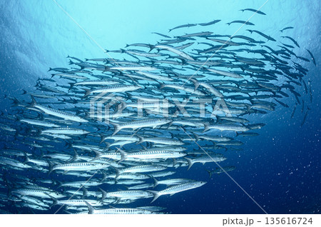 青い海とバラクーダの群れ　パラオの海　ダイビングの風景 135616724