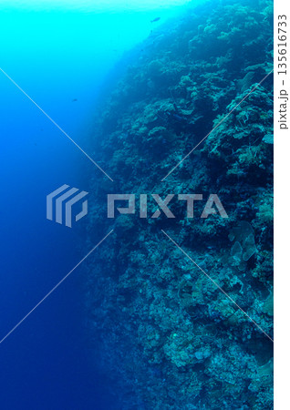 青い海と海底の断崖 パラオの海 ダイビングの風景 青い海と海底の断崖 パラオの海 ダイビングの風景 135616733