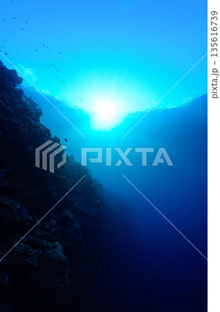 青い海と海底の断崖 パラオの海 ダイビングの風景 青い海と海底の断崖 パラオの海 ダイビングの風景 135616739