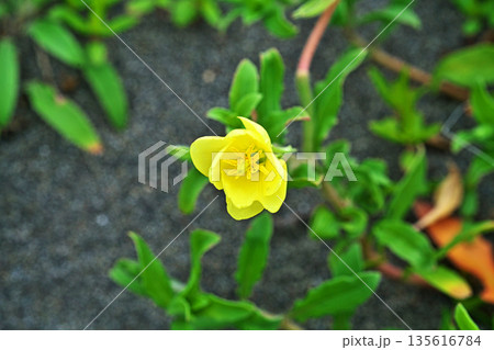 黄色いコマツヨイグサの花（春、五月） 135616784