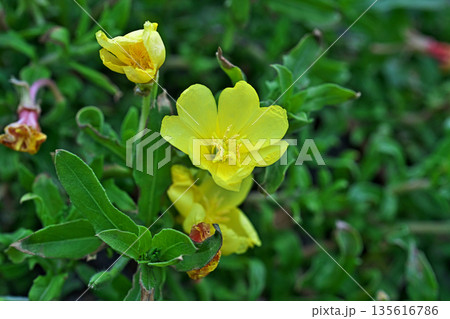 黄色いコマツヨイグサの花（春、五月） 135616786