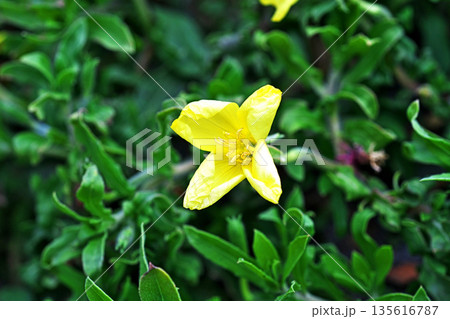黄色いコマツヨイグサの花（春、五月） 135616787