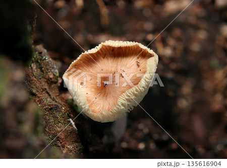 晩秋、成熟してカサが反る薄紅色のシロカラカサタケ属茸(アウトドアフィールド菌・キノコ類マクロ撮影) 晩秋、成熟してカサが反る薄紅色のシロカラカサタケ属茸(アウトドアフィールド菌・キノコ類マクロ撮影) 135616904