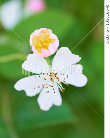 野生の野バラの花と蕾のクローズアップ 135616940