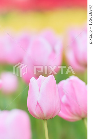 春の花壇に咲くピンク色のチューリップの花マンゴーチャーム 春の花壇に咲くピンク色のチューリップの花マンゴーチャーム 135616947