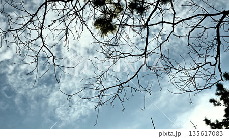 冬枯れした木々 135617083