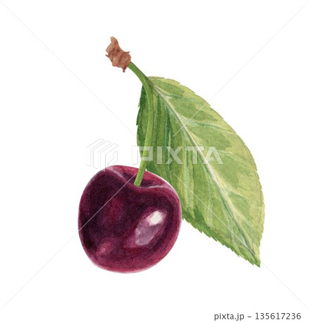 Single cherry with stem and leaf isolated on white background, hand-painted watercolor illustration with realistic texture, fresh fruit element for food packaging, labels, branding, patterns, and 135617236