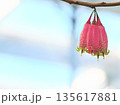 アガペテス・グランディフロラ 135617881