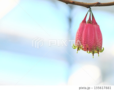 アガペテス・グランディフロラ 135617881