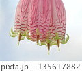 アガペテス・グランディフロラ 135617882
