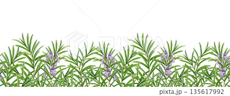 Rosemary herb sprig seamless border watercolor illustration isolated on white background. Rosemary plant decoration element for culinary, seasoning, aromatherapy and medicinal design. 135617992