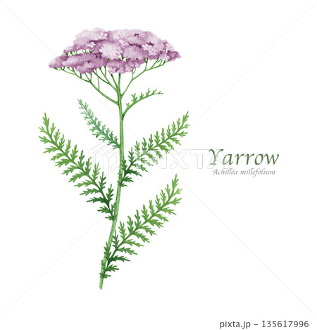 Yarrow herb with pink flowers watercolor illustration isolated on white background. Achillea millefolium medicinal plant. Blooming fresh yarrow wildflower herbal medicine natural ingredient 135617996