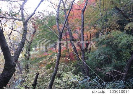 紅葉あふれる大阪高槻の摂津峡を歩く 135618054