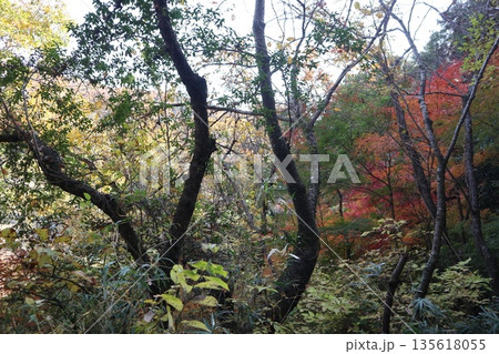 紅葉あふれる大阪高槻の摂津峡を歩く 紅葉あふれる大阪高槻の摂津峡を歩く 135618055