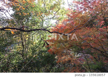 紅葉あふれる大阪高槻の摂津峡を歩く 135618057