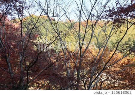 紅葉あふれる大阪高槻の摂津峡を歩く 紅葉あふれる大阪高槻の摂津峡を歩く 135618062