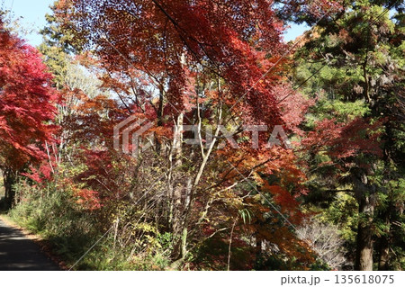 紅葉あふれる大阪高槻の摂津峡を歩く 135618075