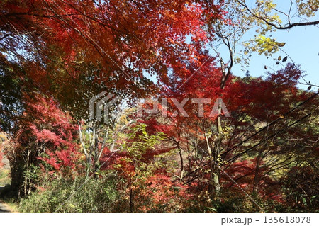 紅葉あふれる大阪高槻の摂津峡を歩く 紅葉あふれる大阪高槻の摂津峡を歩く 135618078