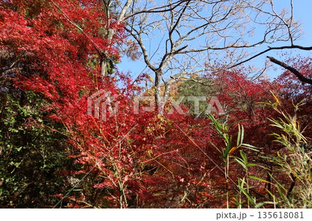 紅葉あふれる大阪高槻の摂津峡を歩く 紅葉あふれる大阪高槻の摂津峡を歩く 135618081