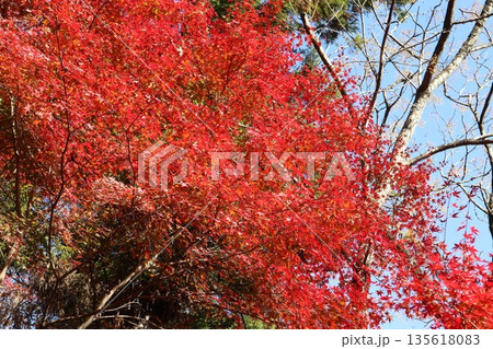 紅葉あふれる大阪高槻の摂津峡を歩く 紅葉あふれる大阪高槻の摂津峡を歩く 135618083