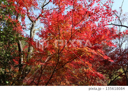 紅葉あふれる大阪高槻の摂津峡を歩く 紅葉あふれる大阪高槻の摂津峡を歩く 135618084