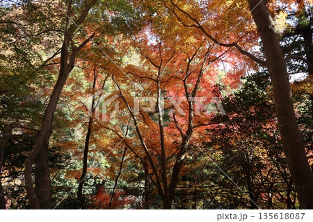 紅葉あふれる大阪高槻の摂津峡を歩く 紅葉あふれる大阪高槻の摂津峡を歩く 135618087