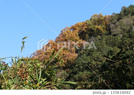 紅葉あふれる大阪高槻の摂津峡を歩く 135618092