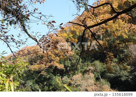 紅葉あふれる大阪高槻の摂津峡を歩く 紅葉あふれる大阪高槻の摂津峡を歩く 135618099