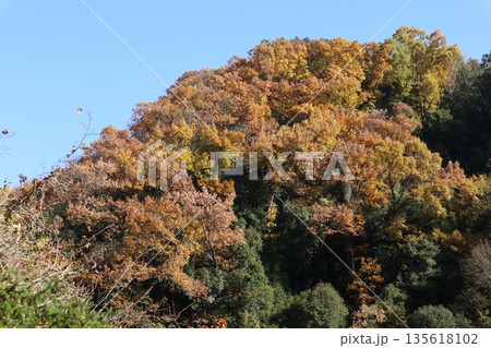 紅葉あふれる大阪高槻の摂津峡を歩く 135618102