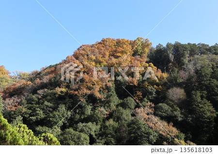 紅葉あふれる大阪高槻の摂津峡を歩く 紅葉あふれる大阪高槻の摂津峡を歩く 135618103