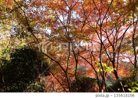 紅葉あふれる大阪高槻の摂津峡を歩く 135618106